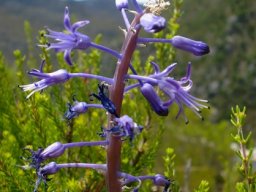 Spetaea lachenaliiflora flower stem or axis